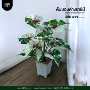 ต้นบอนด่างราชินี ต้นไม้ประดิษฐ์ ต้นไม้ปลอม Artificial trees